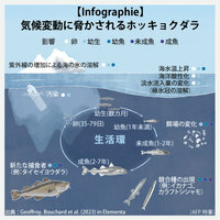 【Infographie】気候変動に脅かされるホッキョクダラ