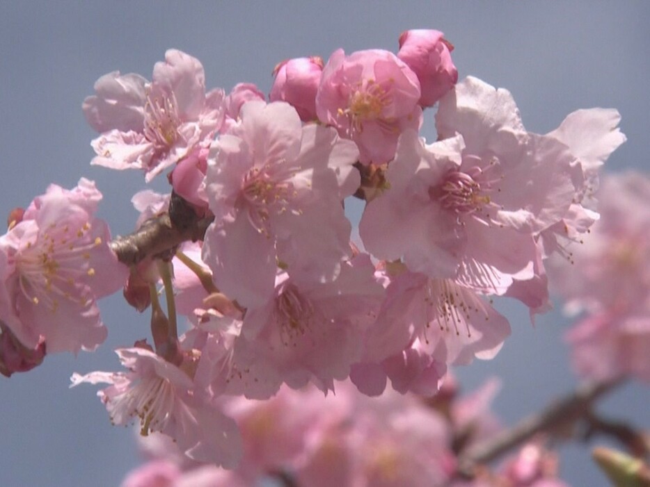 河津桜が見頃迎える 三重県熊野市