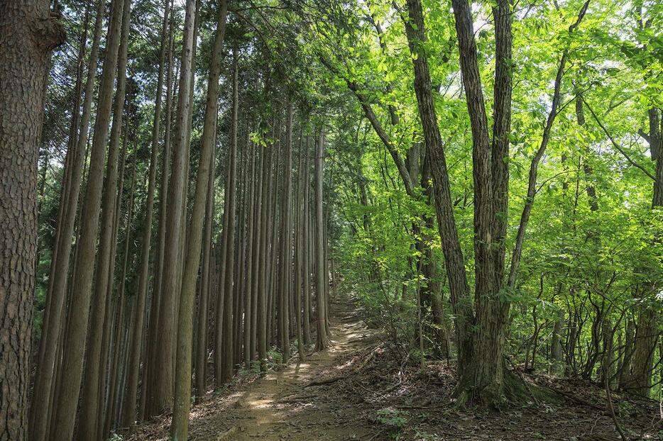 野村不動産グループが保有する「つなぐ森」