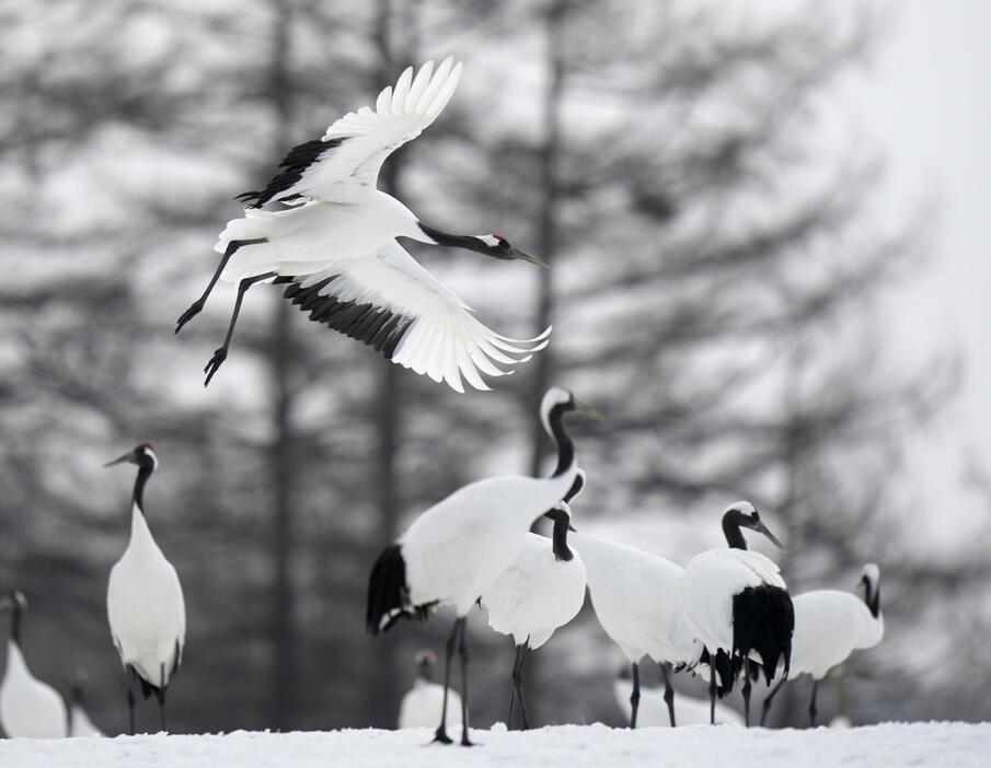 北海道鶴居村の給餌場に飛来したタンチョウ＝15日午前