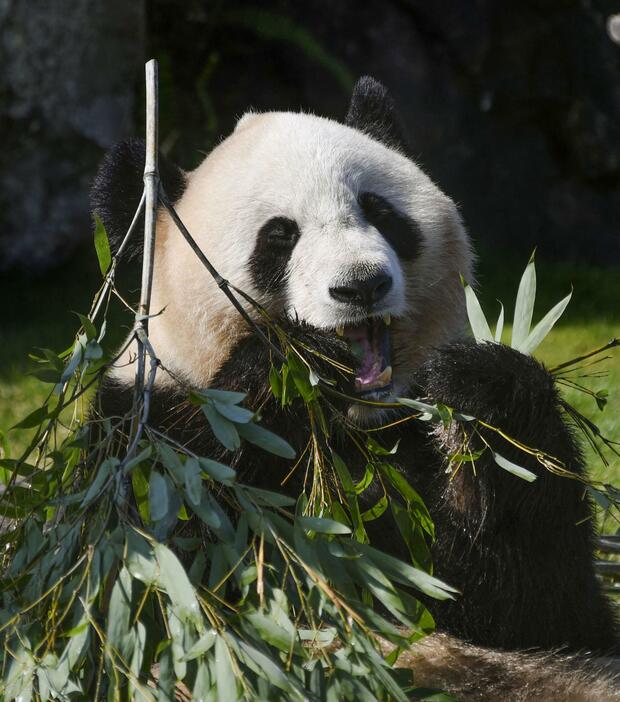 プレゼントされた竹を食べる雌のジャイアントパンダ「結浜」＝14日、和歌山県白浜町のアドベンチャーワールド