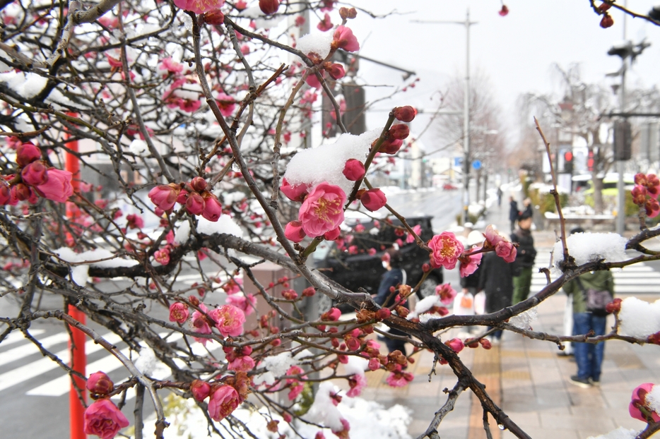 鮮やかに咲く紅梅に積もった雪＝27日、長野市大門町