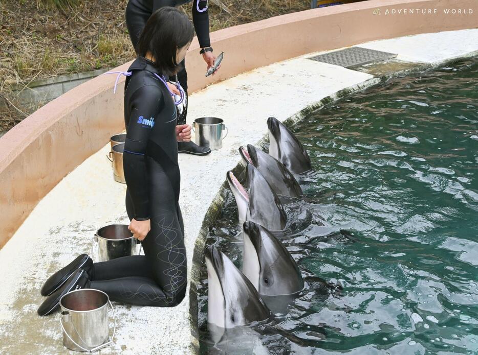 のとじま水族館から避難した「グリム」を含む5頭のカマイルカ＝2日、和歌山県白浜町（アドベンチャーワールド提供）