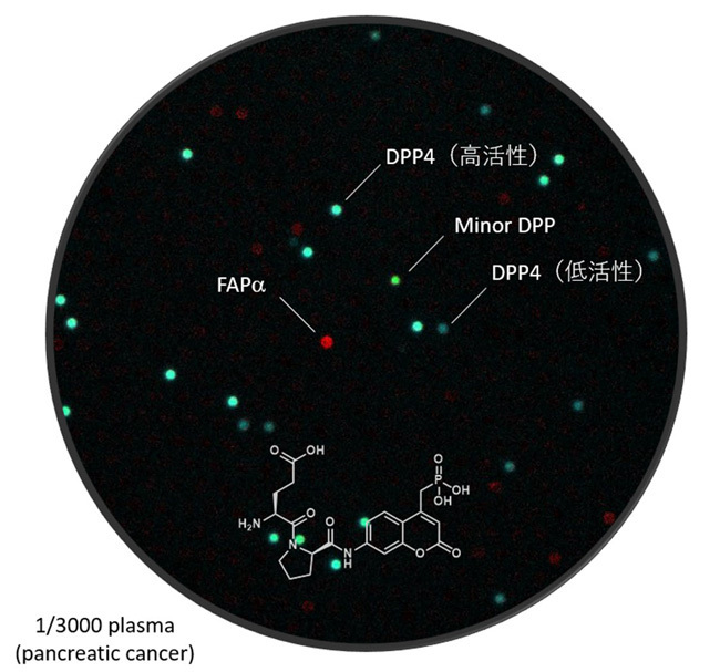 膵臓がん患者の血中酵素活性。DPP4（緑の点）はⅡ型糖尿病の治療標的になっている酵素の一種。FAPα（赤い点）はがん細胞に発現する分解酵素（東京大学・理化学研究所・日本医科大学提供）