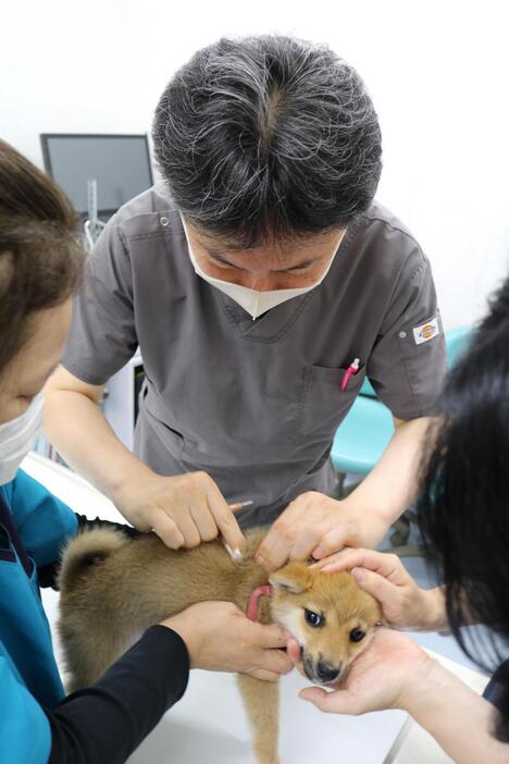 犬に狂犬病ワクチンを注射する獣医師＝2020年6月、東京都杉並区