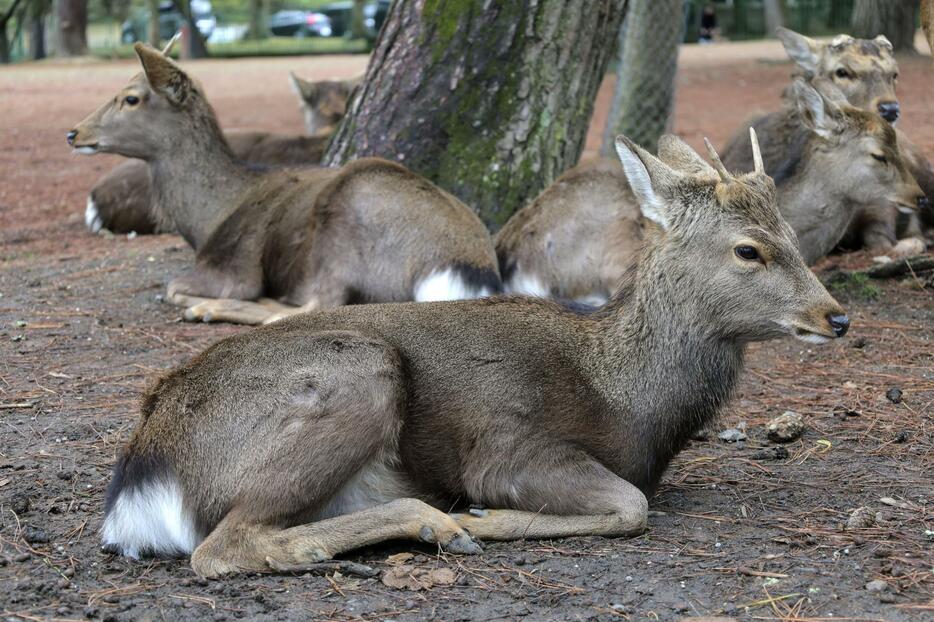 天然記念物「奈良のシカ」＝20日午後、奈良市の奈良公園