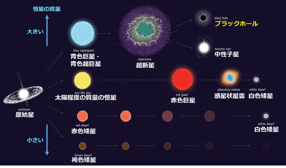 [図]恒星の質量で終末期が異なる。質量が太陽程度の場合は超高密度の星「白色矮星」に、太陽の8～20倍程度の場合は主に中性子からなる超高密度の「中性子星」に、20倍程度以上は「ブラックホール」になる（ESA-CC BY-SA IGO 3.0，一部加筆)