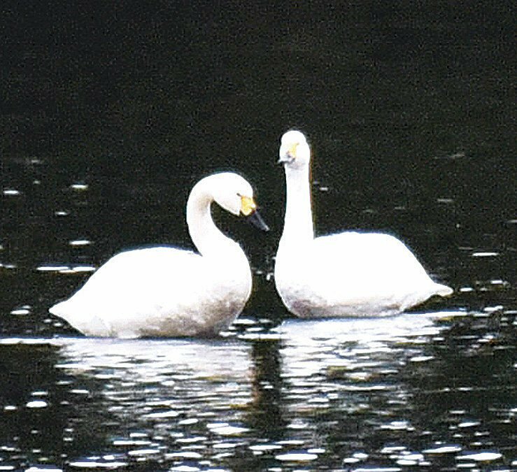 今季初めて飛来が確認されたコハクチョウ