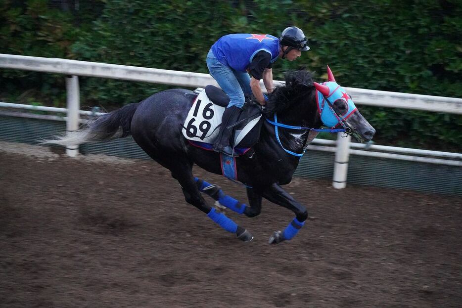 夕刊フジ杯オパールSに出走予定のビッグシーザー