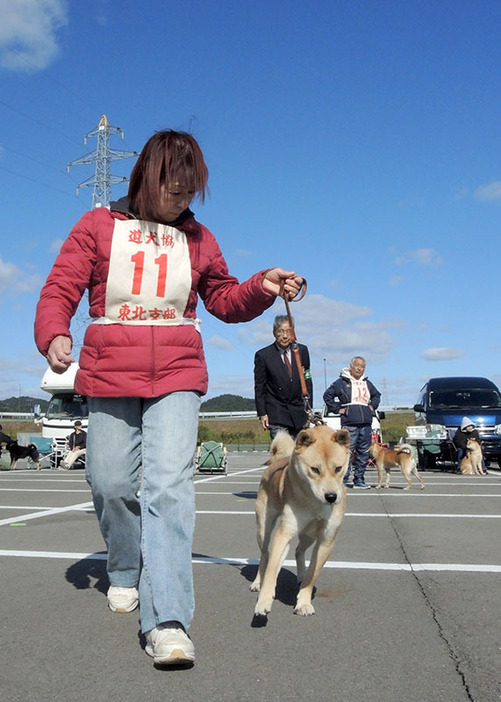 東北各県を中心に51頭が出場した北海道犬協東北支部展覧会