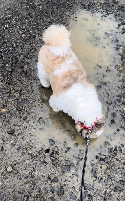 お散歩中のたぬきち君（飼い主さんのXより）