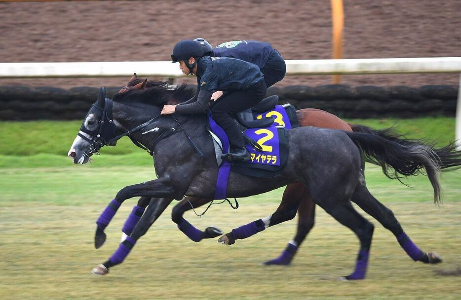 アドマイヤテラ（手前）＝栗東トレセン（撮影・岩川晋也）