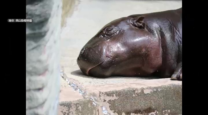 寝ているコビトカバに「鼻ちょうちん」が