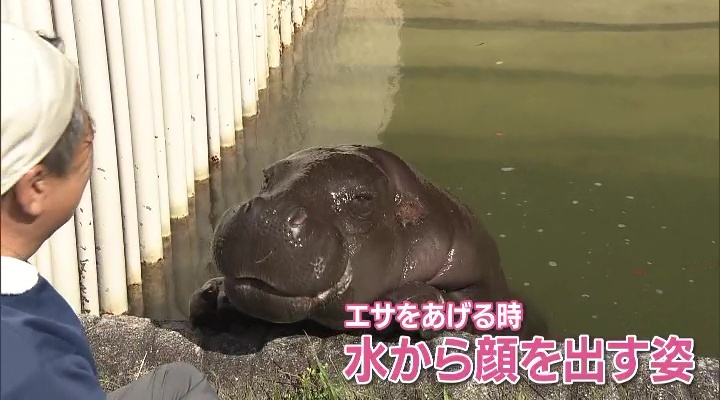 水から顔を出すコビトカバ