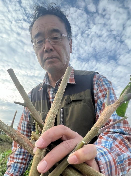 枝に付いたシンジュキノカワガの繭（薄茶色に膨らんだ部分）を採集する那須野さん＝2日、安曇野市