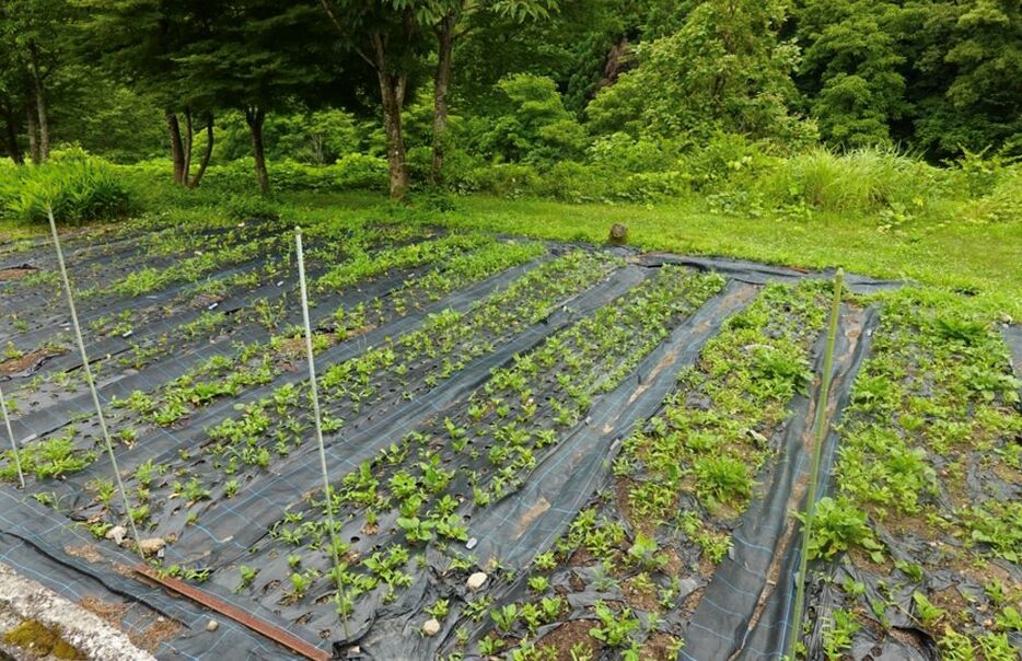 これが野草の畑だ！