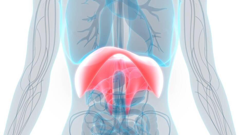 胃腸の調子が悪いのは【横隔膜の動き】が鈍っているせいかも？