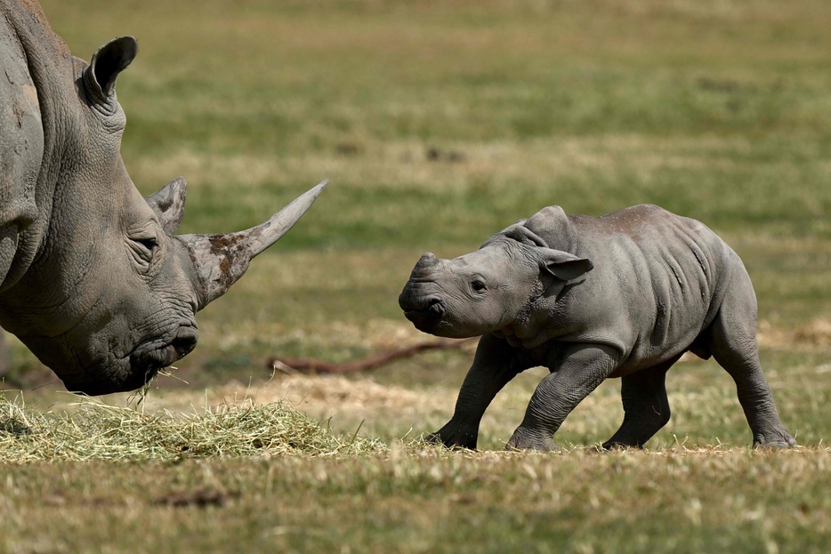 オーストラリア・メルボルン近くにあるにある動物園「ウェリビー・オープンレンジ・ズー」で飼育されているミナミシロサイの赤ちゃん「ジャブラニ」（2024年10月16日撮影）。【翻訳編集】 AFPBB News