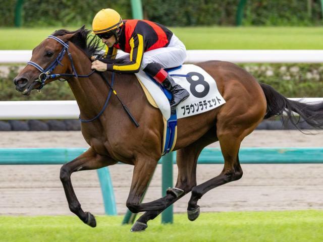 デビュー戦を快勝したブラウンラチェット(今年9月撮影、ユーザー提供：てんむすさん)