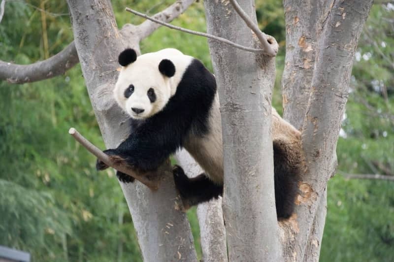 リーリー＝２０１４年２月、東京・上野動物園（高氏貴博さん提供）