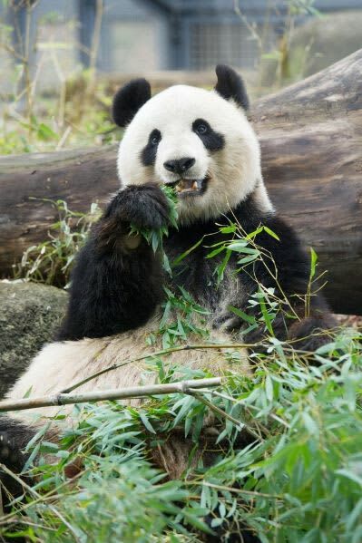 シンシン＝２０１５年３月、東京・上野動物園（高氏貴博さん提供）