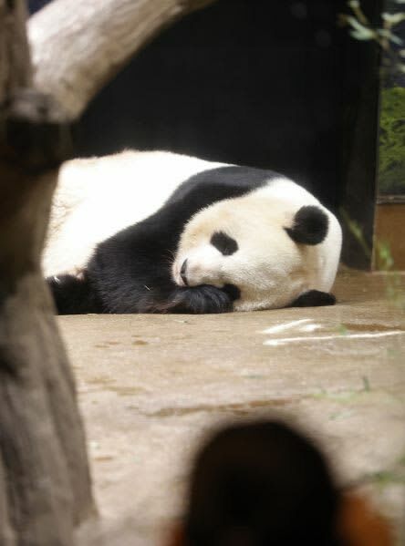 寝そべるシンシン＝８月３１日、東京・上野動物園