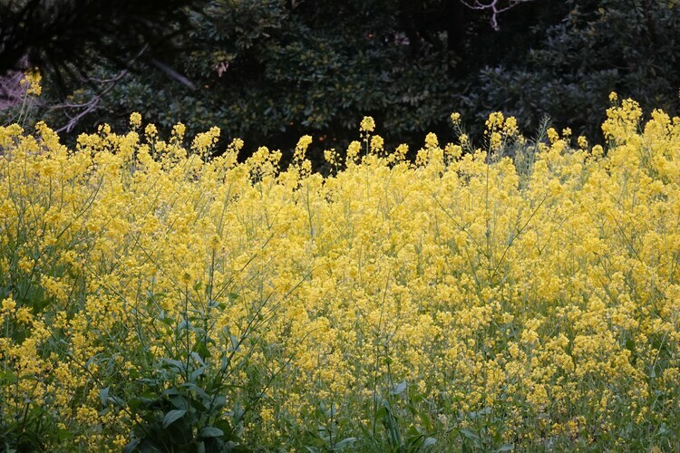 咲き乱れる菜の花。きれい。美味しそう。