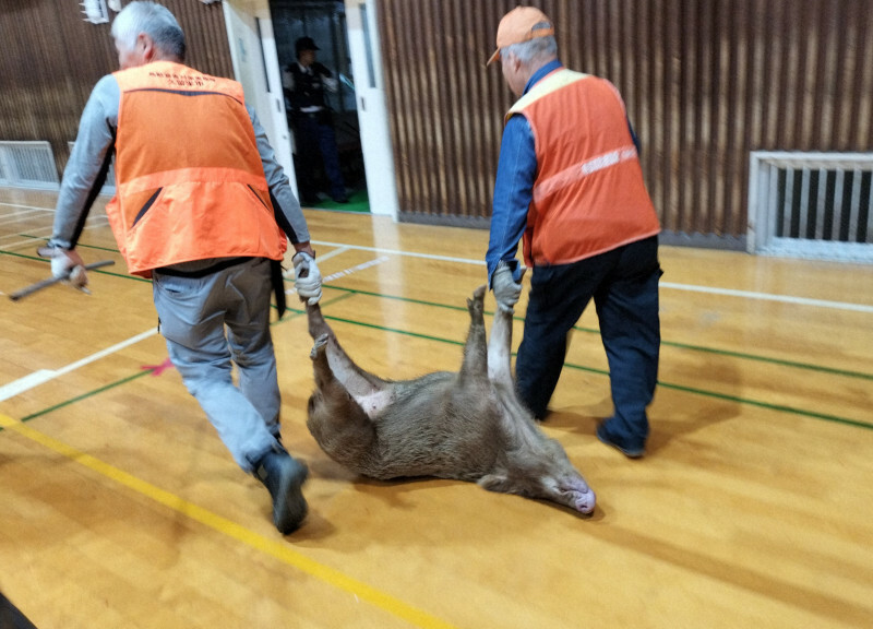 中学校の体育館で捕獲されたイノシシ＝福岡県久留米市で2024年10月31日、市提供