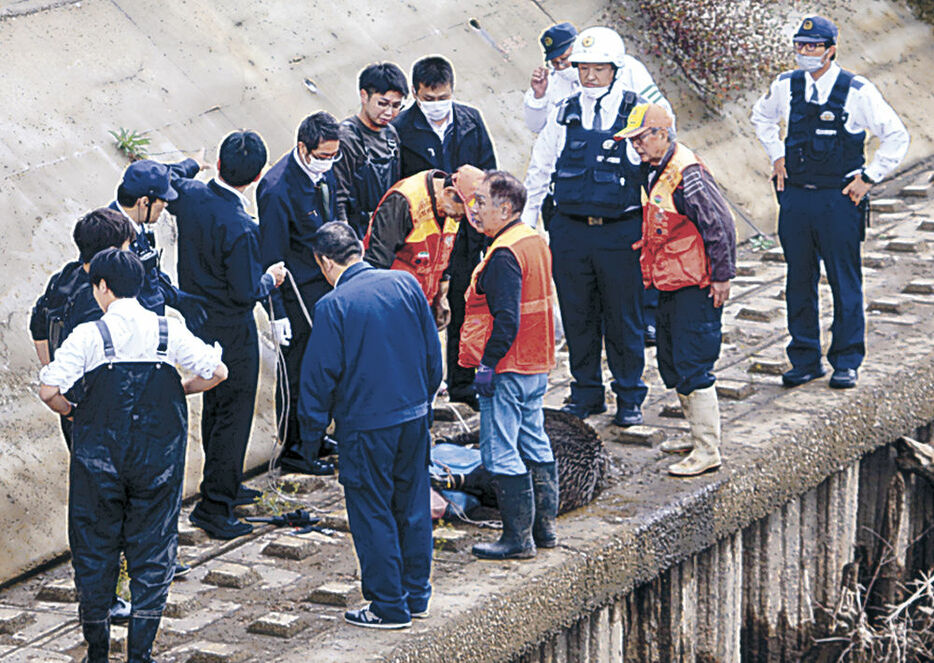 イノシシを川から引き上げる猟友会員や津幡署員＝３０日午前１１時、津幡町清水