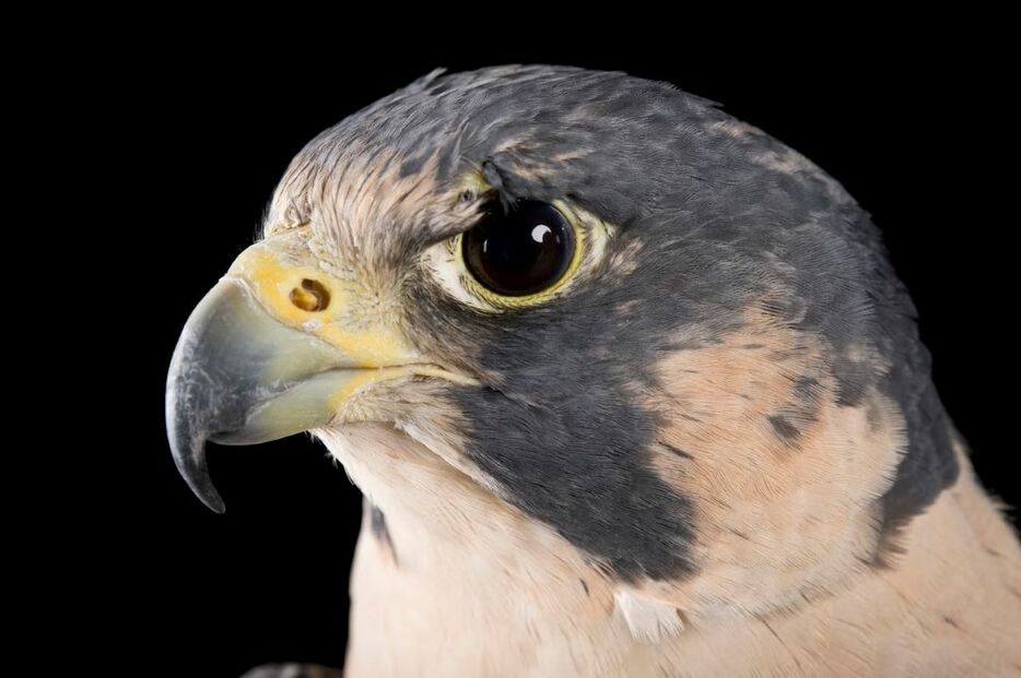 米ネブラスカ州エルムウッドのラプターリカバリーで撮影されたハヤブサ。（PHOTOGRAPH BY JOEL SARTORE, NATIONAL GEOGRAPHIC PHOTO ARK）