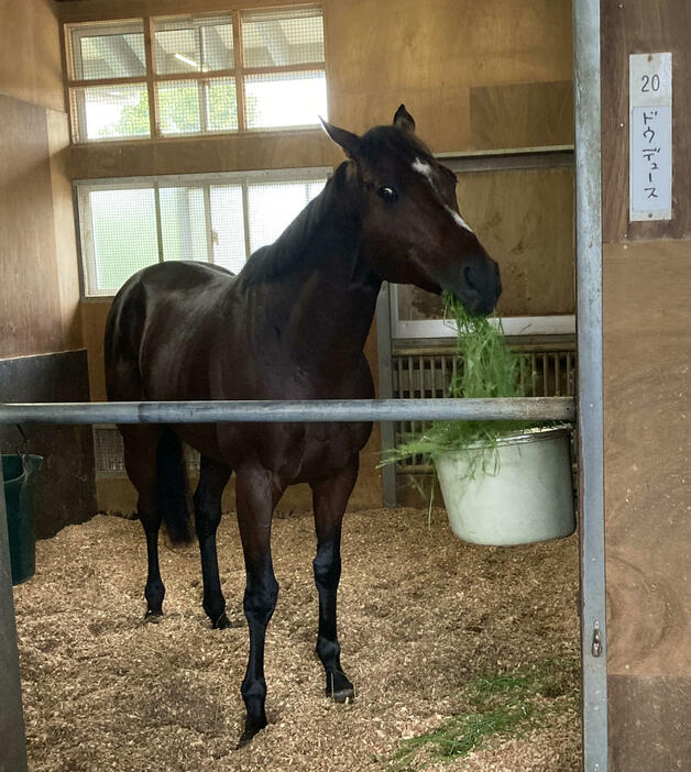 天皇賞・秋Vから一夜明けたドウデュースはカイバを頬張る（撮影・太田尚樹）