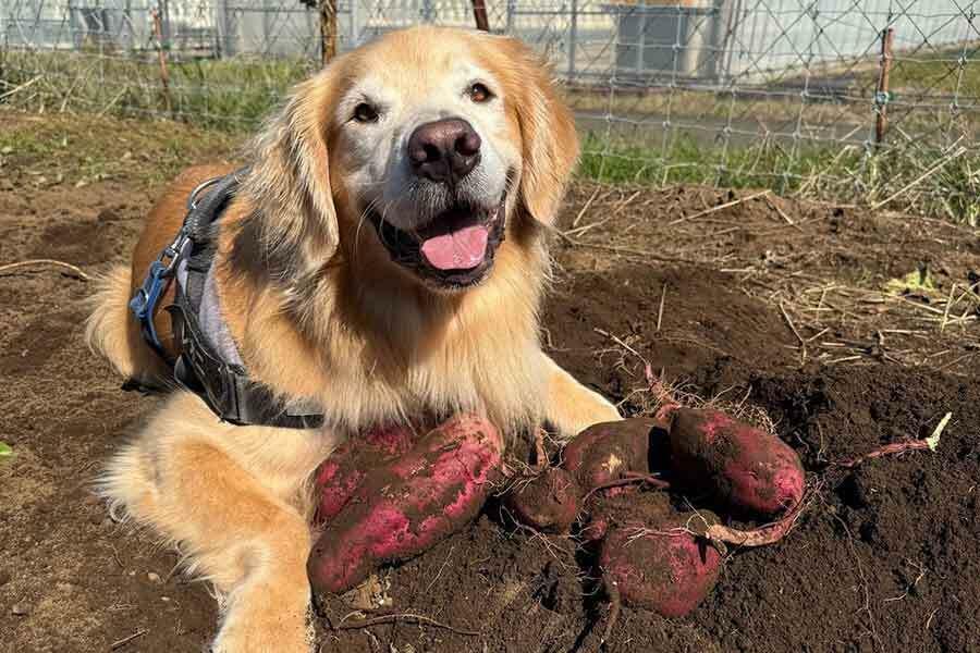 サツマイモの大収穫に満足そうな表情を浮かべるゴールデンレトリーバー【写真提供：レオニです（@DogLionni）さん】