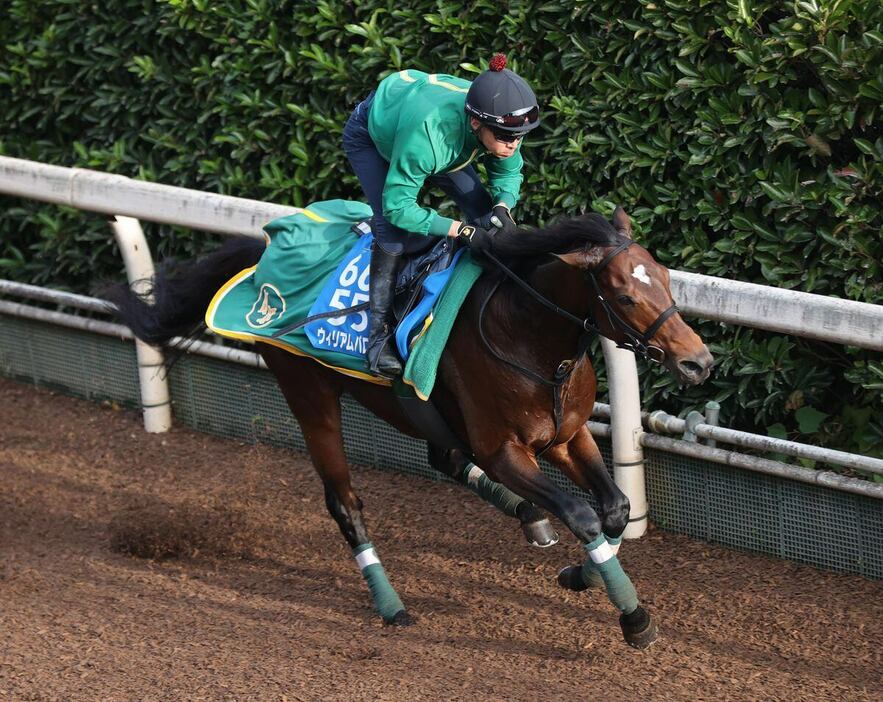 坂路を馬なりでパワフルに駆け上がるウィリアムバローズ＝栗東トレセン（撮影・安部光翁）