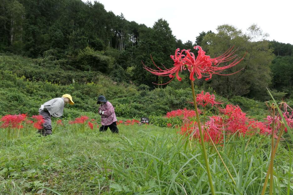 園内に咲き誇る季節遅れの彼岸花=岡山県美咲町で