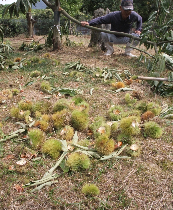 クマに中の栗を食べられ残ったイガ。人が集めたようにまとまっているが、クマの仕業＝兵庫県丹波市青垣町小倉で