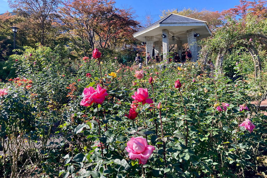 箱根強羅公園のローズガーデンに咲く薔薇の花