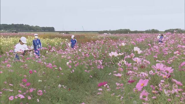 コスモスの中を散策する児童＝22日午前9時ごろ、福井市・宮ノ下地区