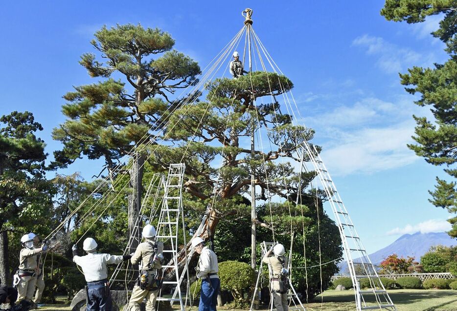 藤田記念庭園のマツで雪吊り作業をする市みどりの協会の職員ら＝30日午前