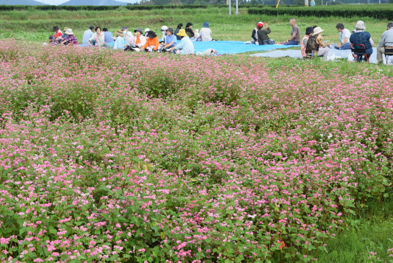 赤いじゅうたんを敷き詰めたようなソバ畑＝鹿児島県霧島市溝辺町麓の陵北ふれあい農園で2024年10月20日午前11時53分、梅山崇撮影