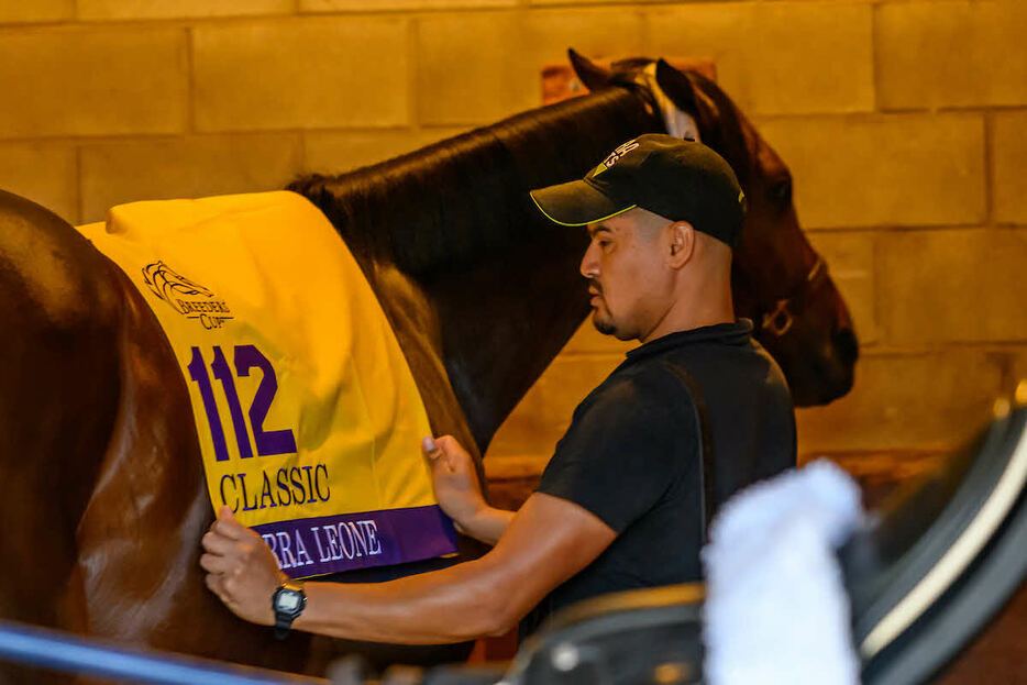 厩舎でゼッケンを着けるシエラレオーネ（（C）Carlos Calo／Eclipse Sportswire／Breeders Cup）