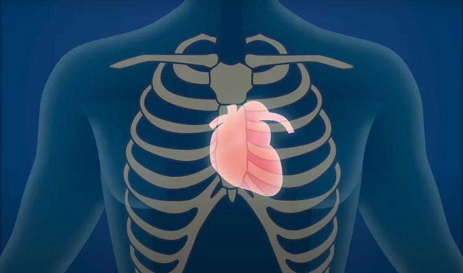 胸骨と心臓の位置（総務省消防庁のホームページから）