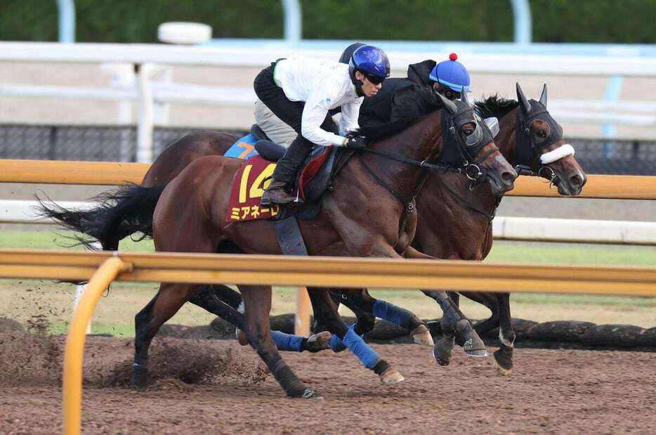 【競馬】ミアネーロ（手前）＝栗東トレセン（撮影・安部光翁）