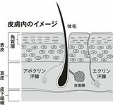 《「美容のカリスマ」に疑問噴出》MEGUMI（43）さん、キレイはこれでつくれますか？「“真皮層に届く”は間違い」「指導対象になり得る」【先出し全文】