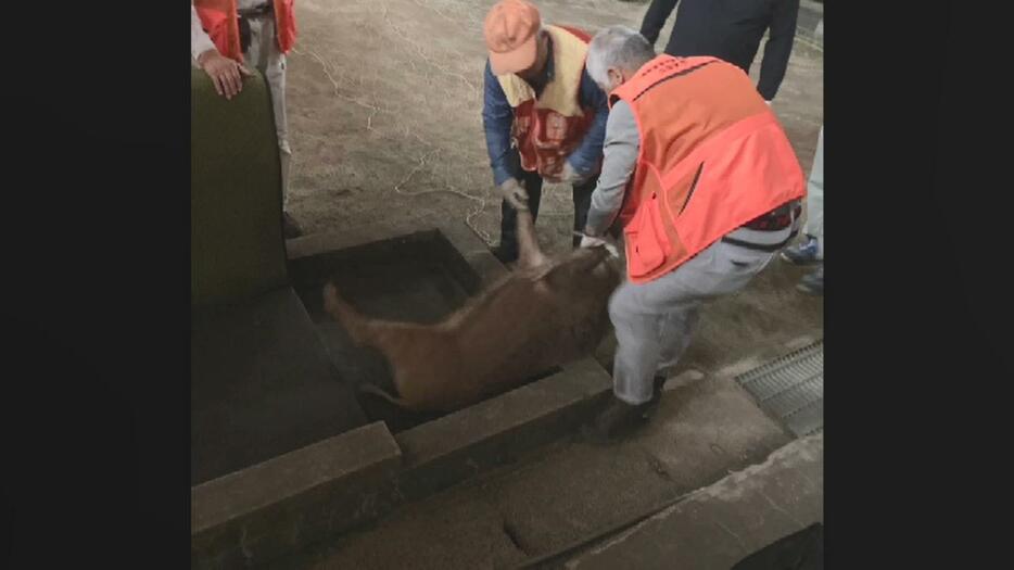 捕獲されたイノシシ（視聴者撮影）