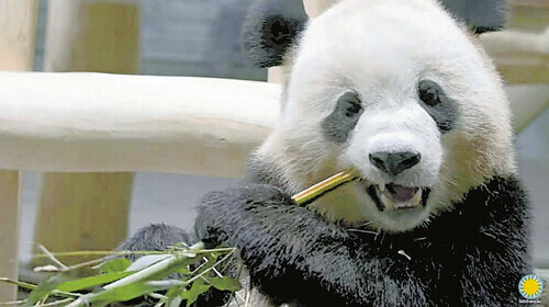 １５日、米ワシントンのスミソニアン国立動物園に到着したパンダ＝同動物園のホームページから