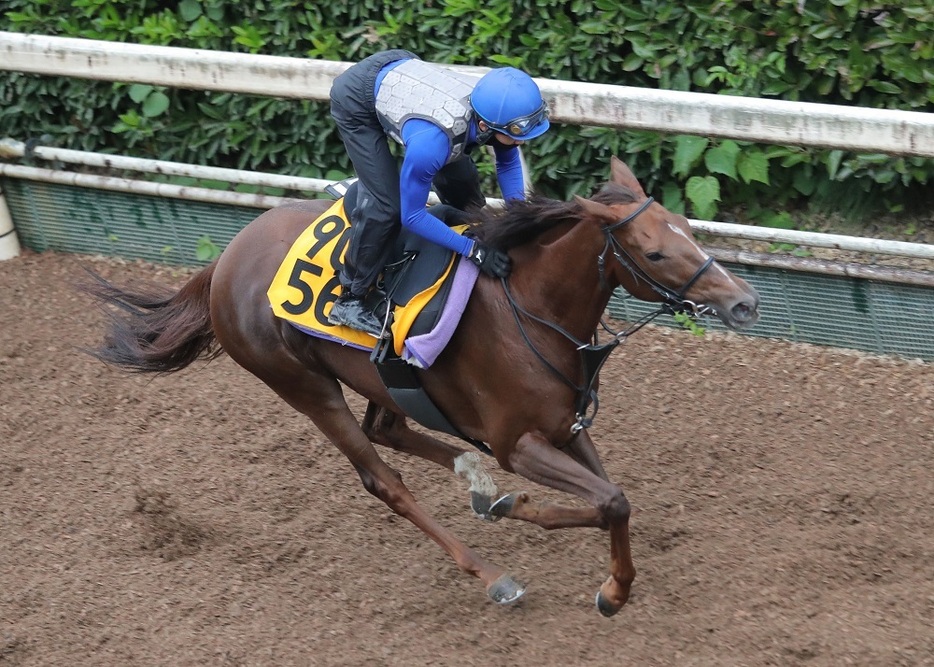 新馬戦V以来となる1400mの距離で一発を狙うピンハイ