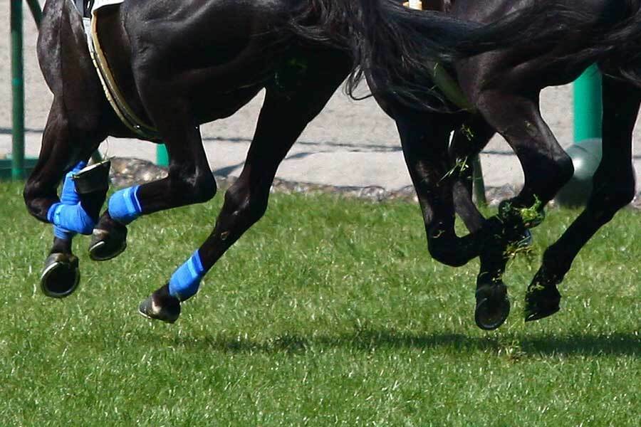 フランスで行われた障害競走で大逆転（写真はイメージです）