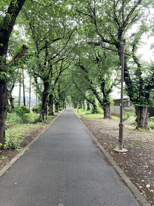 自転車道。春は桜が美しいことだろう