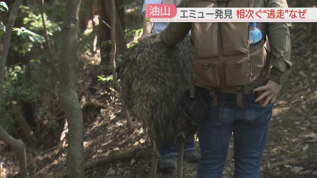 登山者が発見