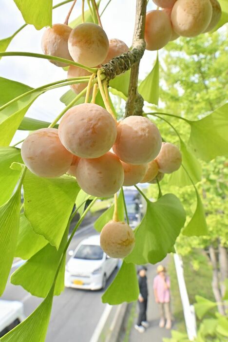 鈴なりに実ったギンナン＝30日午後２時35分、栃木市川原田町